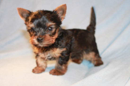 Sprzedam szczeniaczki yorki